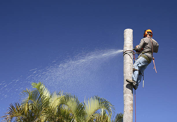 Best Tree Removal  in Perezville, TX