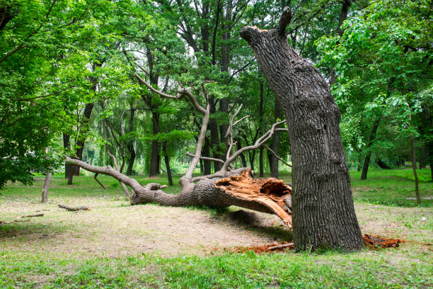 Best Root Management and Removal  in Perezville, TX