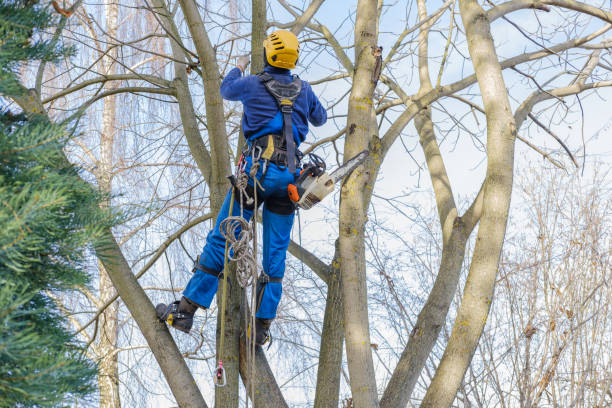 Best Hedge Trimming  in Perezville, TX