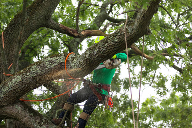 Best Lawn Mowing  in Perezville, TX