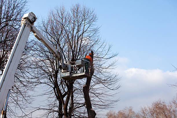 Best Commercial Tree Services  in Perezville, TX